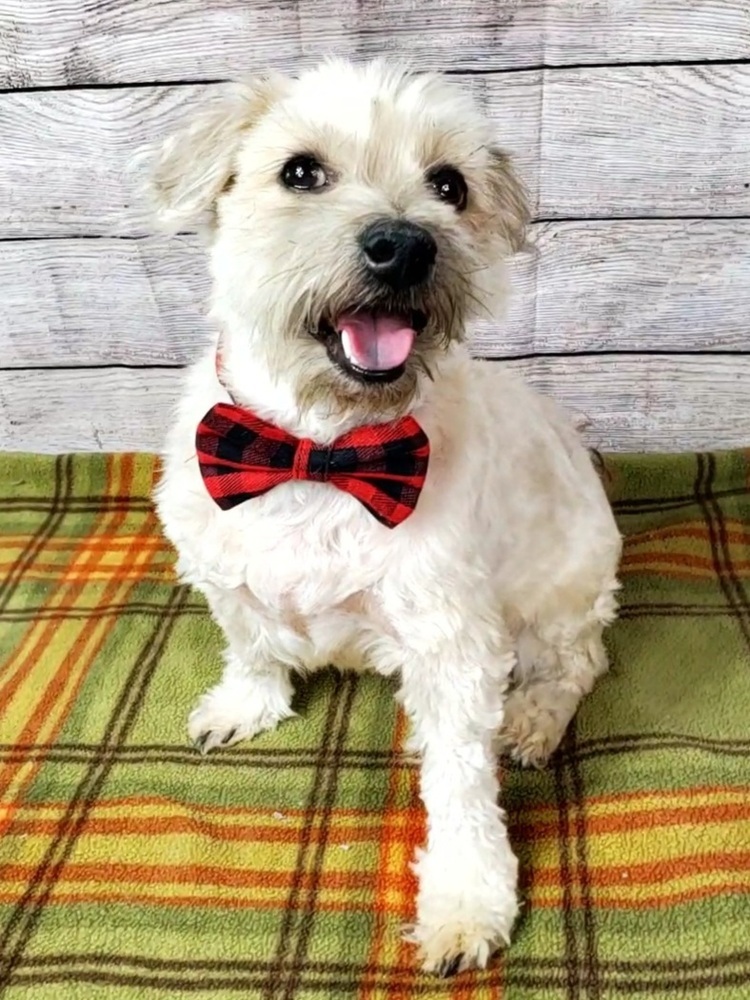 Miles - Needs Experienced and Patient Adopter, an adoptable Schnauzer, Poodle in Oakland, MI, 48363 | Photo Image 1