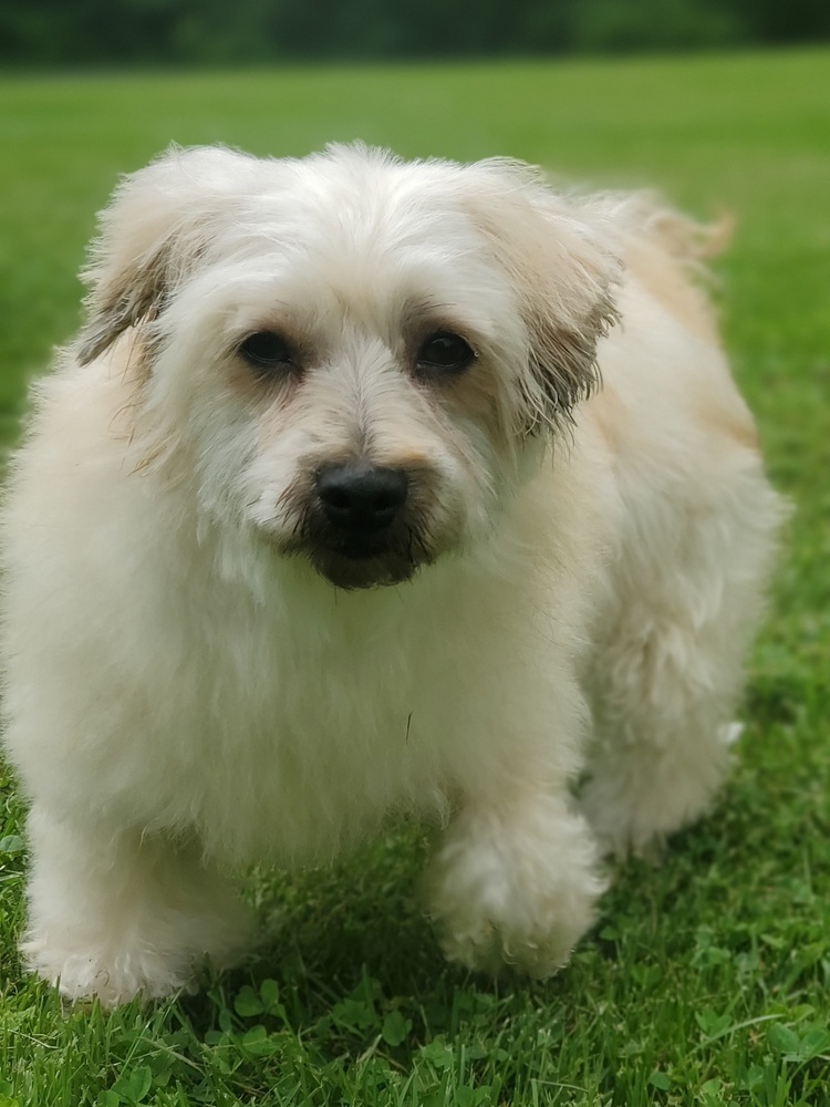 Miles, an adoptable Schnauzer, Poodle in Oakland, MI, 48363 | Photo Image 1