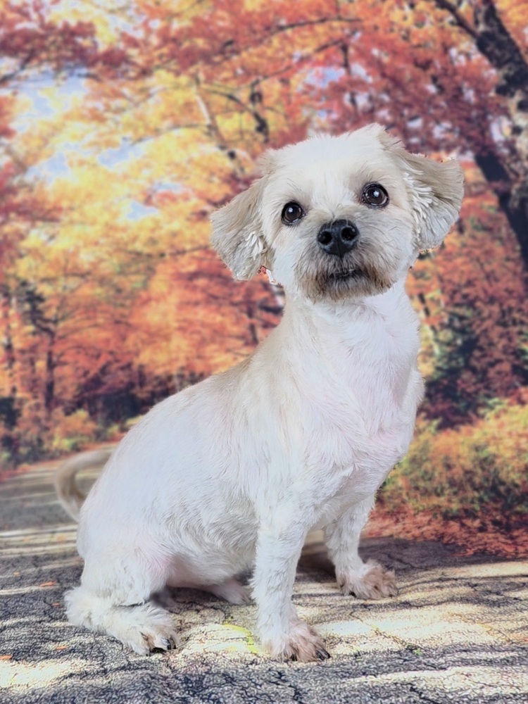 Miles, an adoptable Schnauzer, Poodle in Oakland, MI, 48363 | Photo Image 1