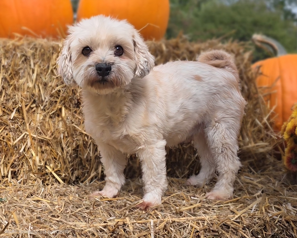 Miles, an adoptable Schnauzer, Poodle in Oakland, MI, 48363 | Photo Image 1