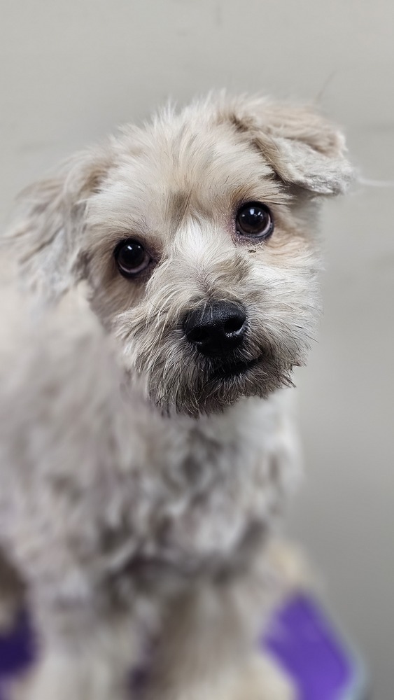 Miles - Needs Experienced and Patient Adopter, an adoptable Schnauzer, Poodle in Oakland, MI, 48363 | Photo Image 2