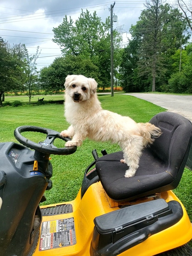 Miles, an adoptable Schnauzer, Poodle in Oakland, MI, 48363 | Photo Image 2