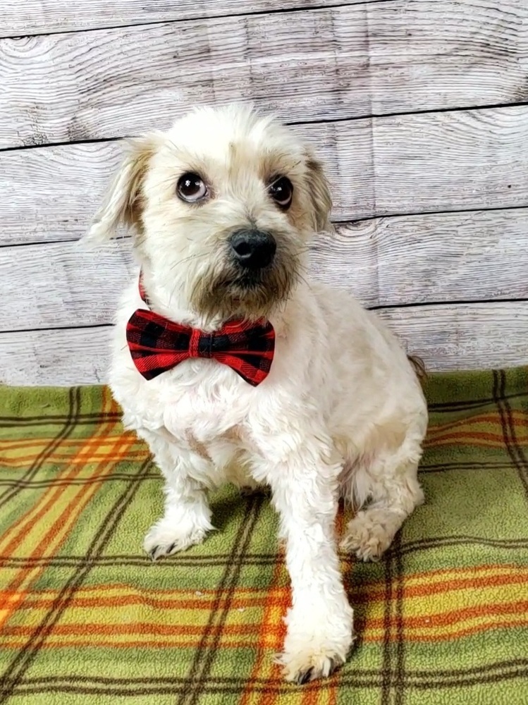 Miles - Needs Experienced and Patient Adopter, an adoptable Schnauzer, Poodle in Oakland, MI, 48363 | Photo Image 3