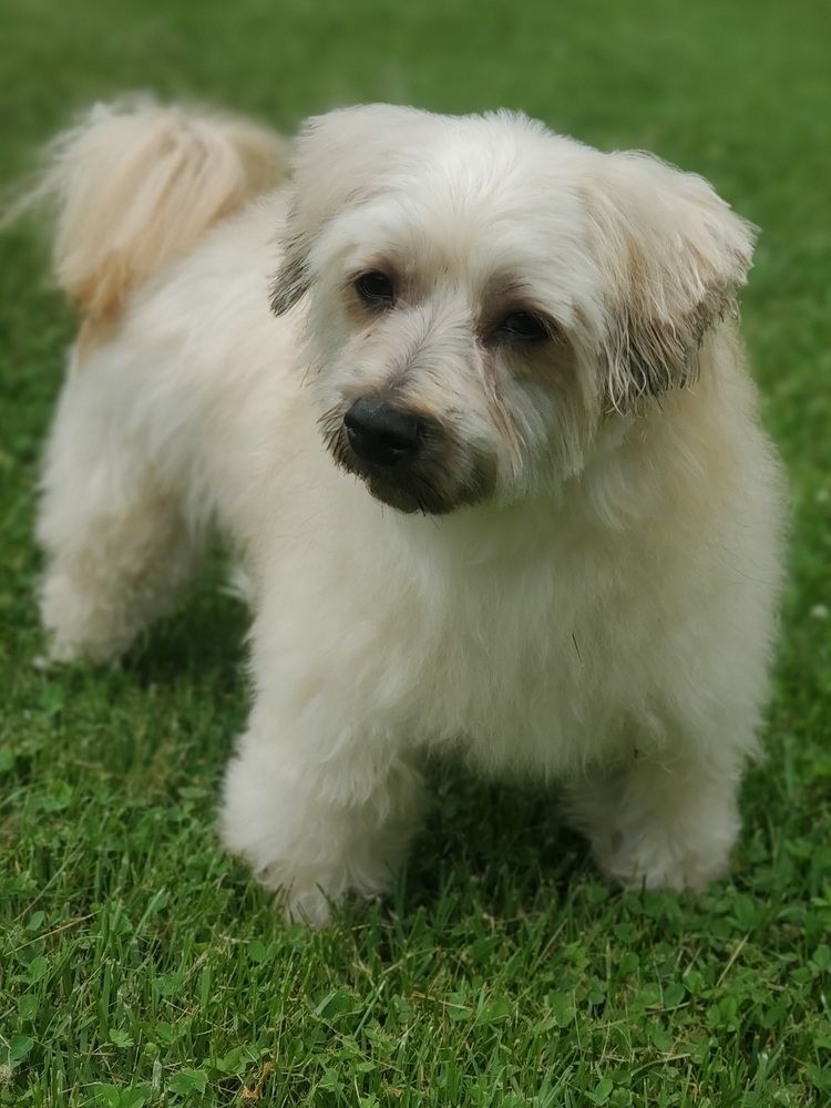 Miles, an adoptable Schnauzer, Poodle in Oakland, MI, 48363 | Photo Image 3