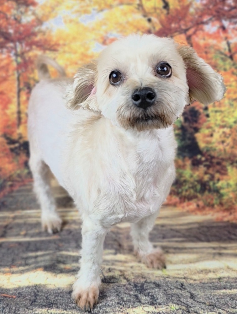 Miles, an adoptable Schnauzer, Poodle in Oakland, MI, 48363 | Photo Image 3