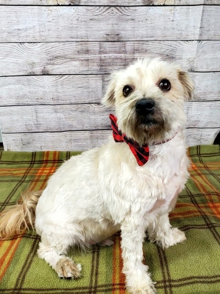Miles - Needs Experienced and Patient Adopter, an adoptable Schnauzer, Poodle in Oakland, MI, 48363 | Photo Image 4