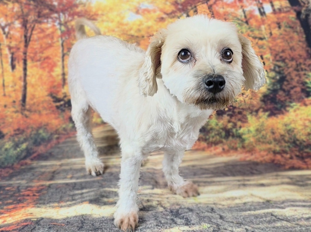 Miles, an adoptable Schnauzer, Poodle in Oakland, MI, 48363 | Photo Image 4