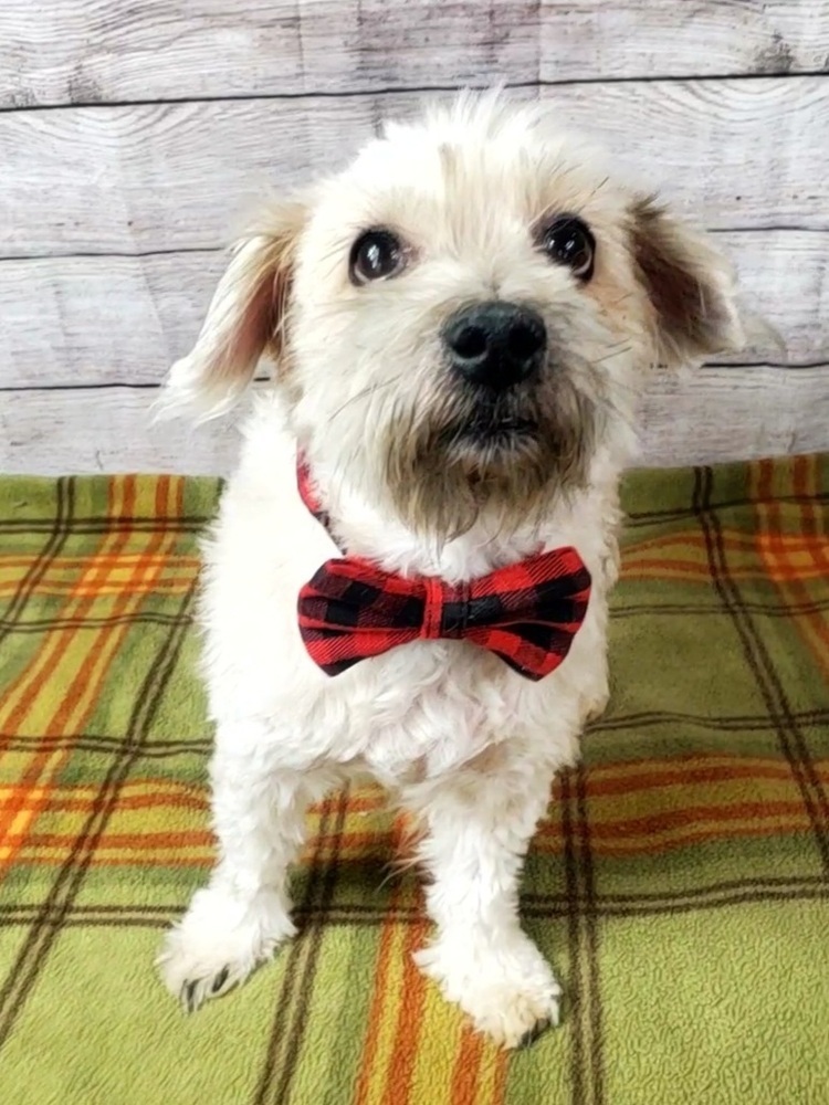 Miles - Needs Experienced and Patient Adopter, an adoptable Schnauzer, Poodle in Oakland, MI, 48363 | Photo Image 5