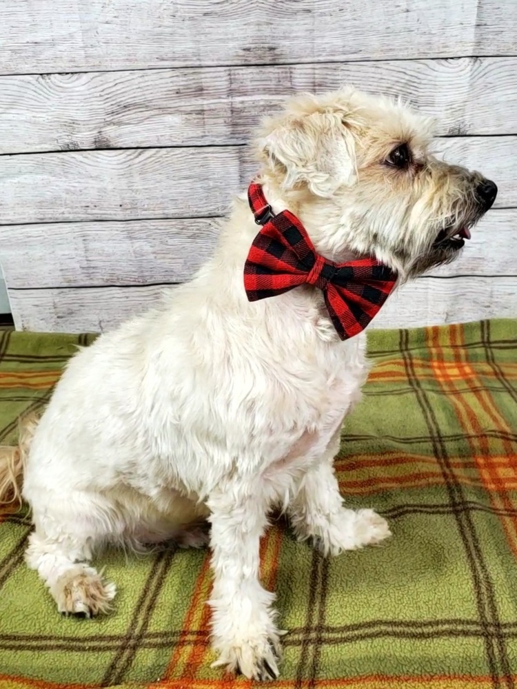 Miles - Needs Experienced and Patient Adopter, an adoptable Schnauzer, Poodle in Oakland, MI, 48363 | Photo Image 6