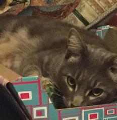 Sammy