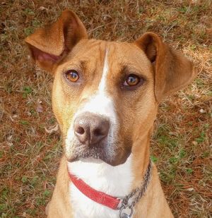 Katarina, Adult Female Boxer