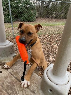 Arturo, Adult Male Boxer