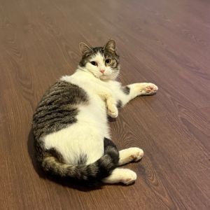Oliver, Adult Male Domestic Short Hair