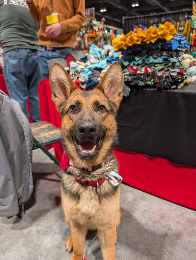 Trinity, an adoptable German Shepherd Dog in Suamico, WI, 54173 | Photo Image 1
