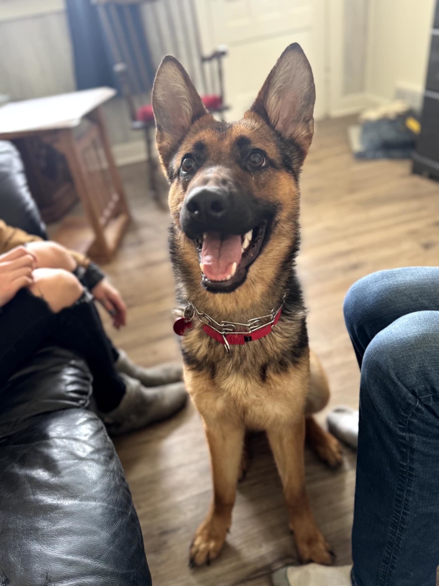 Trinity, an adoptable German Shepherd Dog in Suamico, WI, 54173 | Photo Image 2