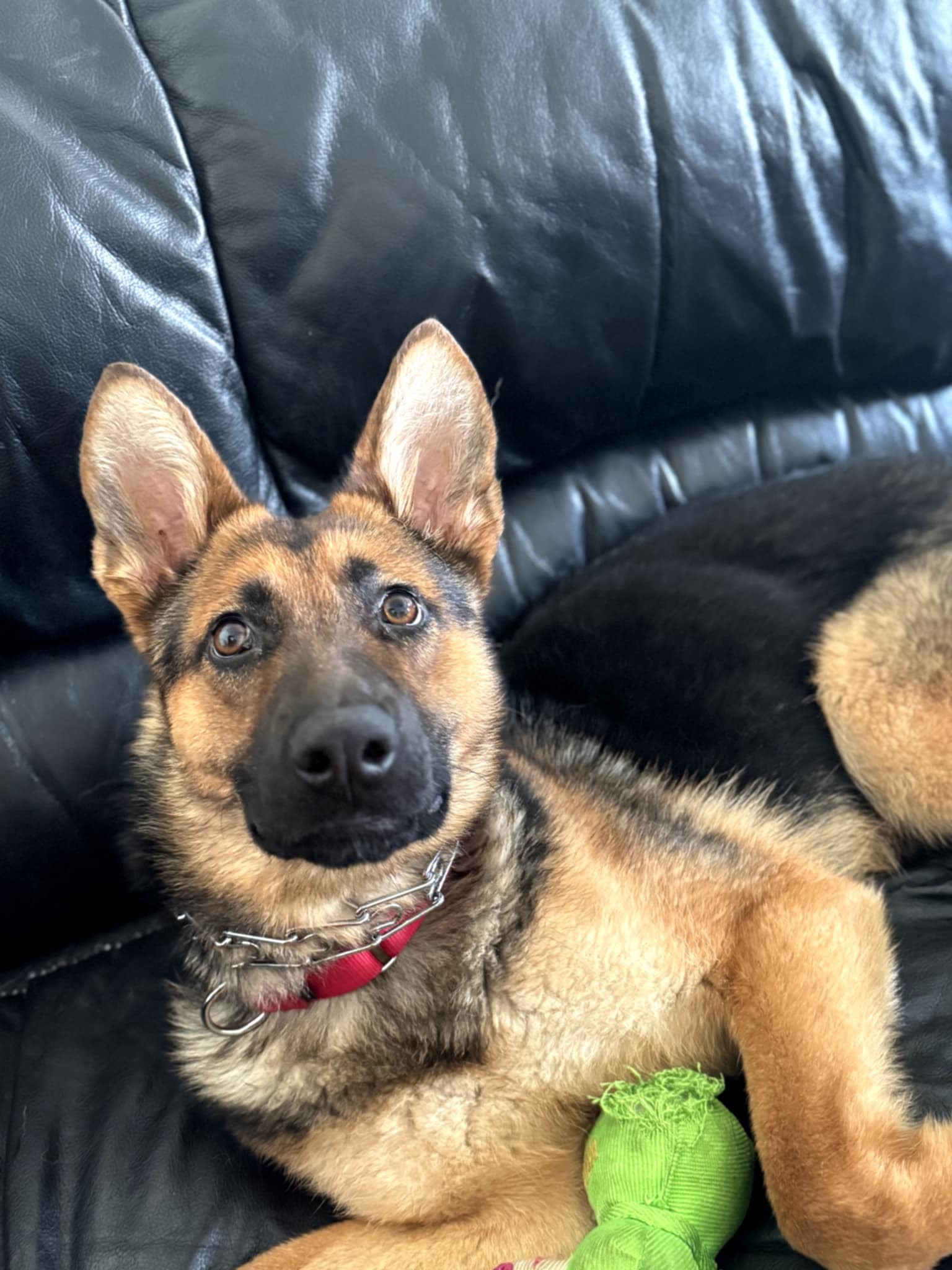 Trinity, an adoptable German Shepherd Dog in Suamico, WI, 54173 | Photo Image 3