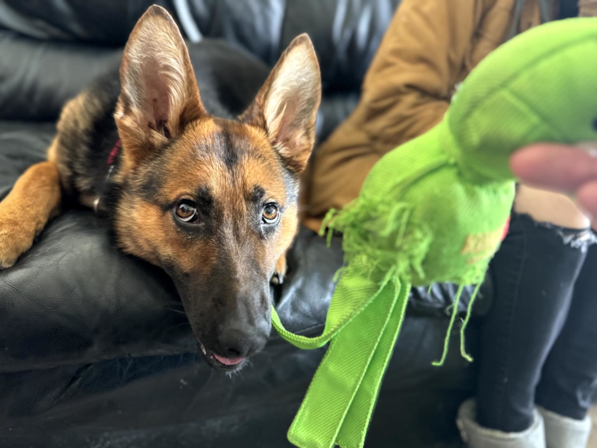 Trinity, an adoptable German Shepherd Dog in Suamico, WI, 54173 | Photo Image 4