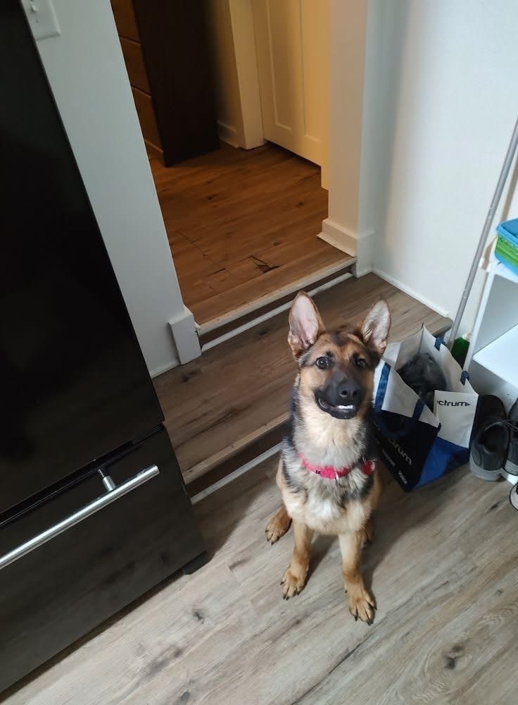 Trinity, an adoptable German Shepherd Dog in Suamico, WI, 54173 | Photo Image 5