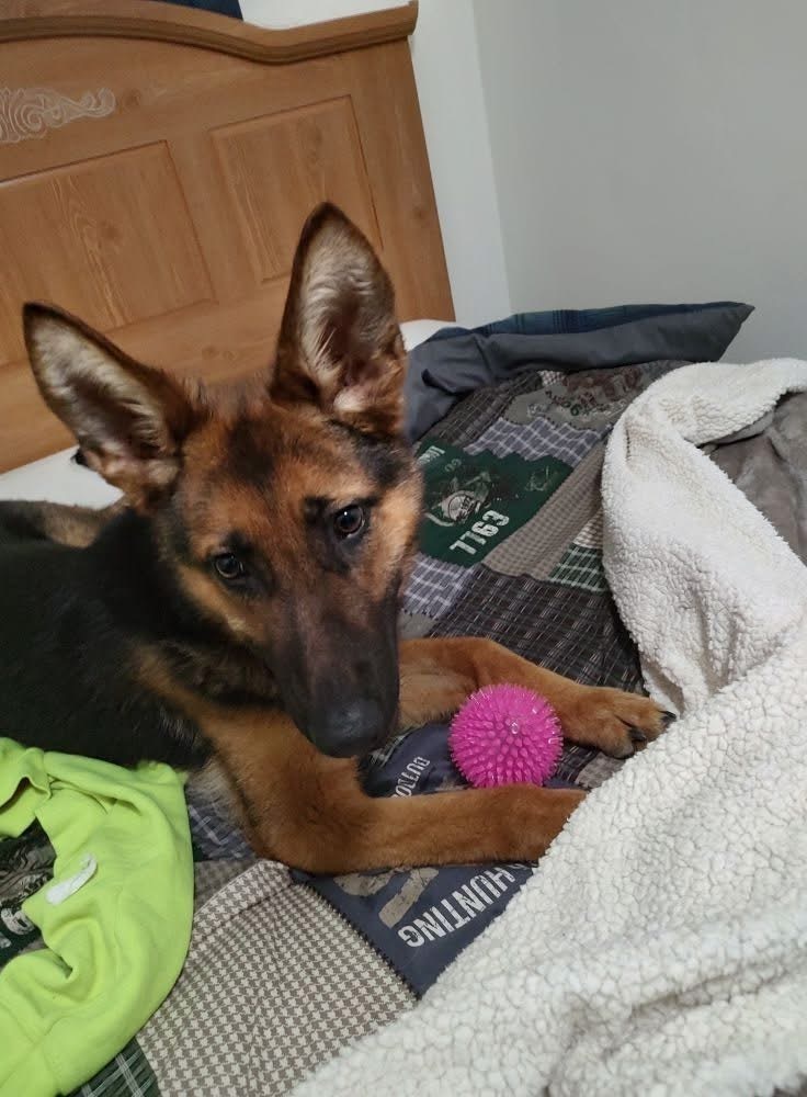 Trinity, an adoptable German Shepherd Dog in Suamico, WI, 54173 | Photo Image 6