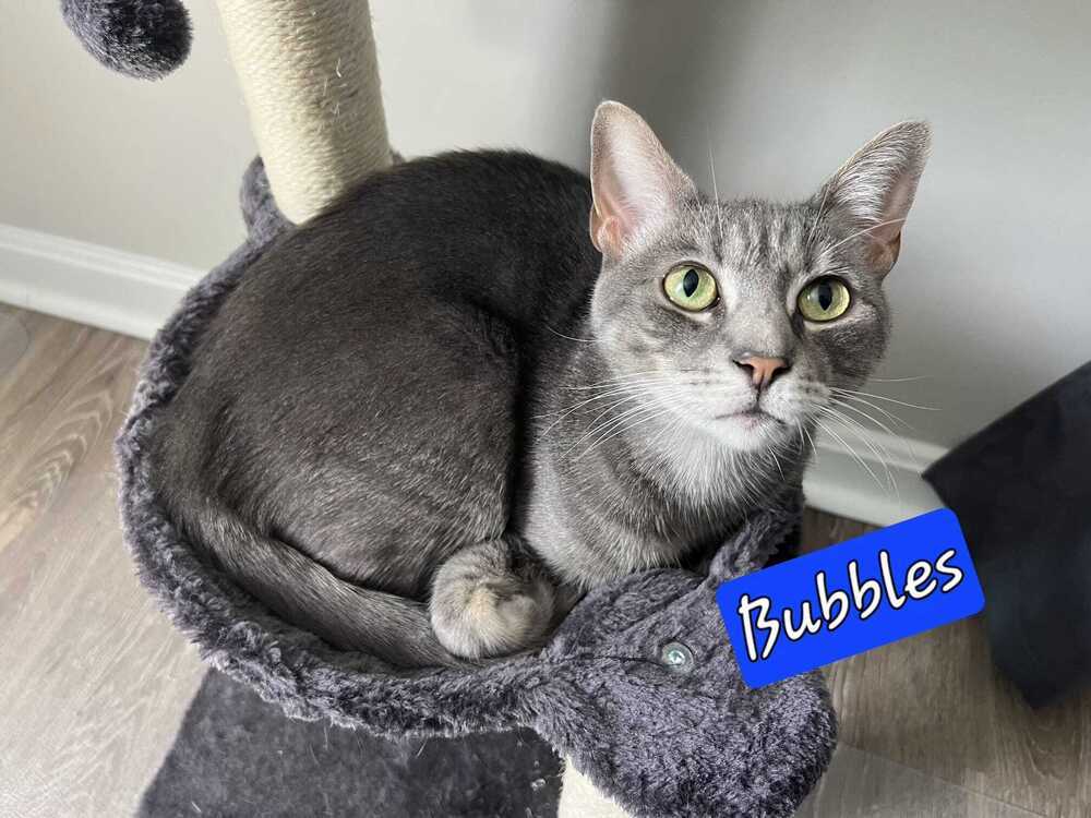 Bubbles