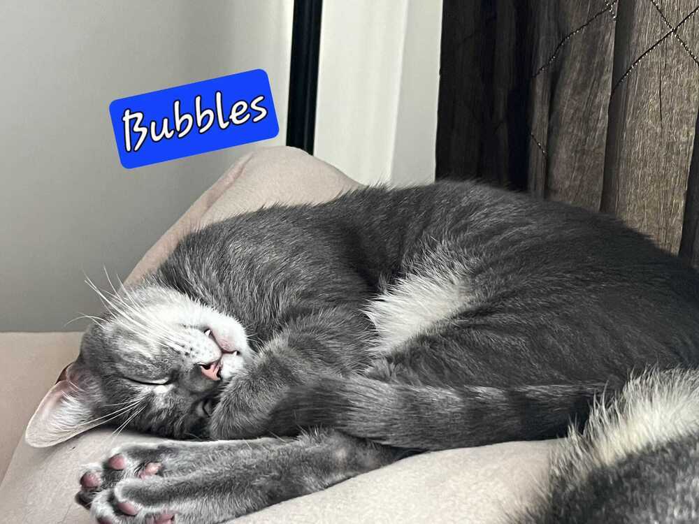 Bubbles