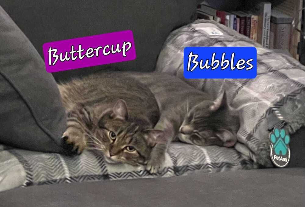 Bubbles
