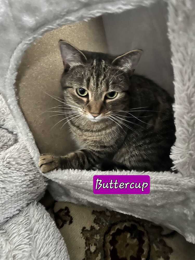 Buttercup