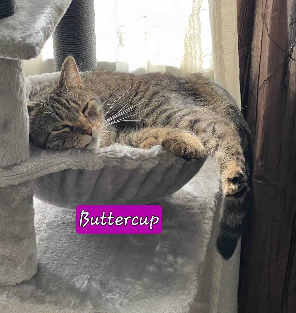 Buttercup