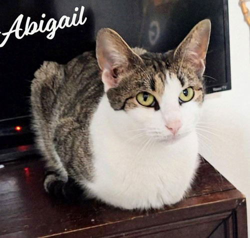 Abigail #olive-green-eyes