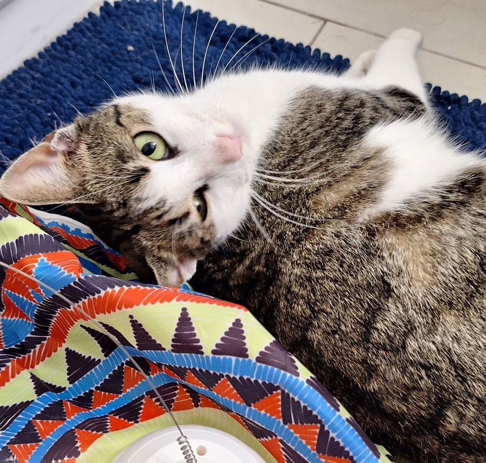 Abigail #olive-green-eyes