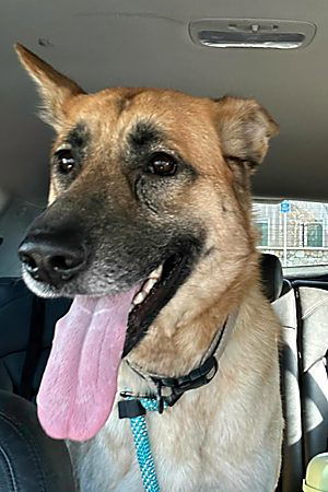 Ciri, Young Female German Shepherd Dog