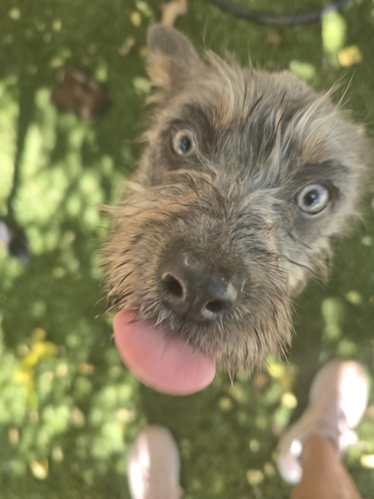 Sadie, an adoptable Schnauzer, Terrier in Albuquerque, NM, 87120 | Photo Image 1