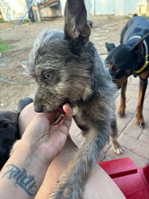 Sadie, an adoptable Schnauzer, Terrier in Albuquerque, NM, 87120 | Photo Image 3