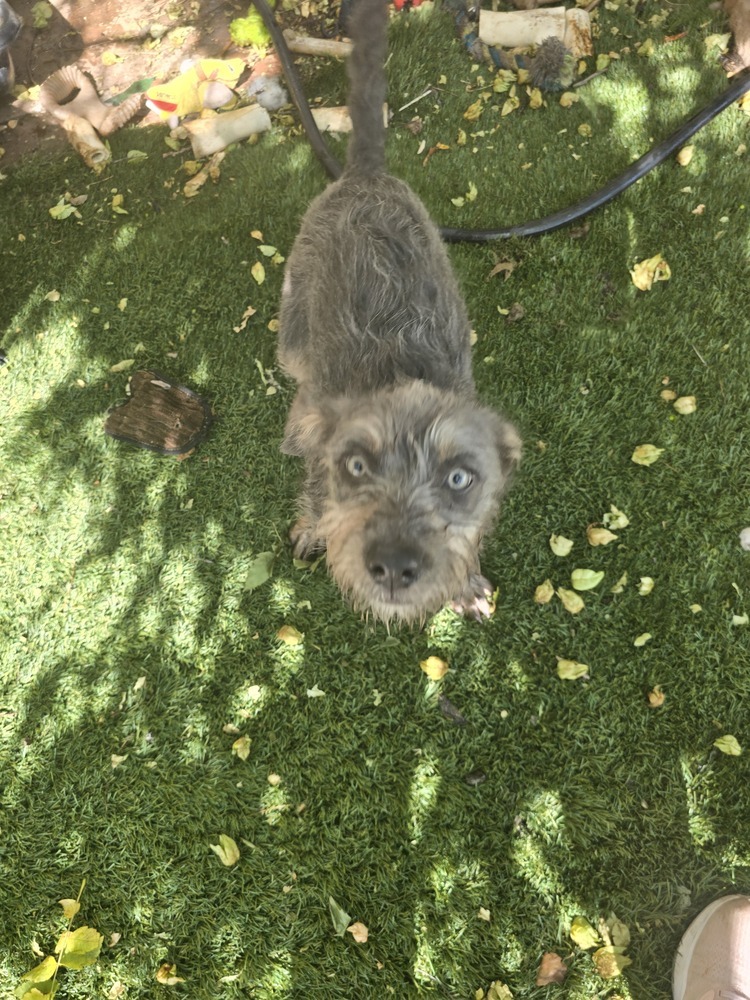 Sadie, an adoptable Schnauzer, Terrier in Albuquerque, NM, 87120 | Photo Image 4