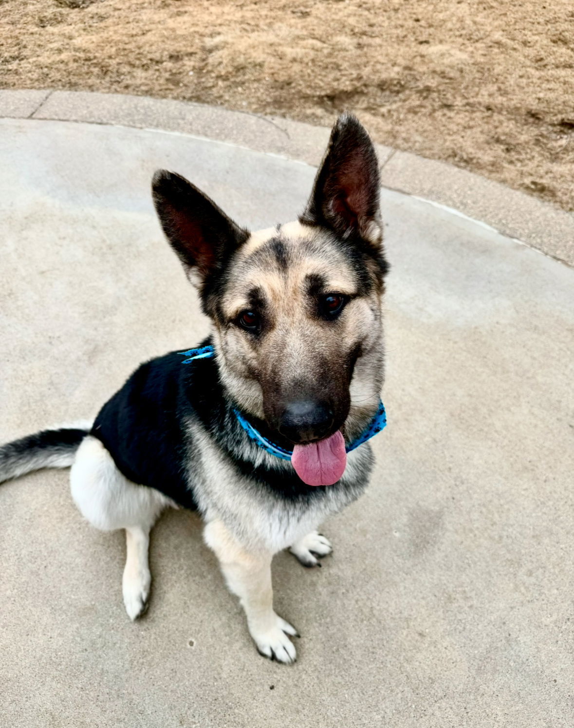 Monty, an adoptable German Shepherd Dog in Hugo, MN, 55038 | Photo Image 1