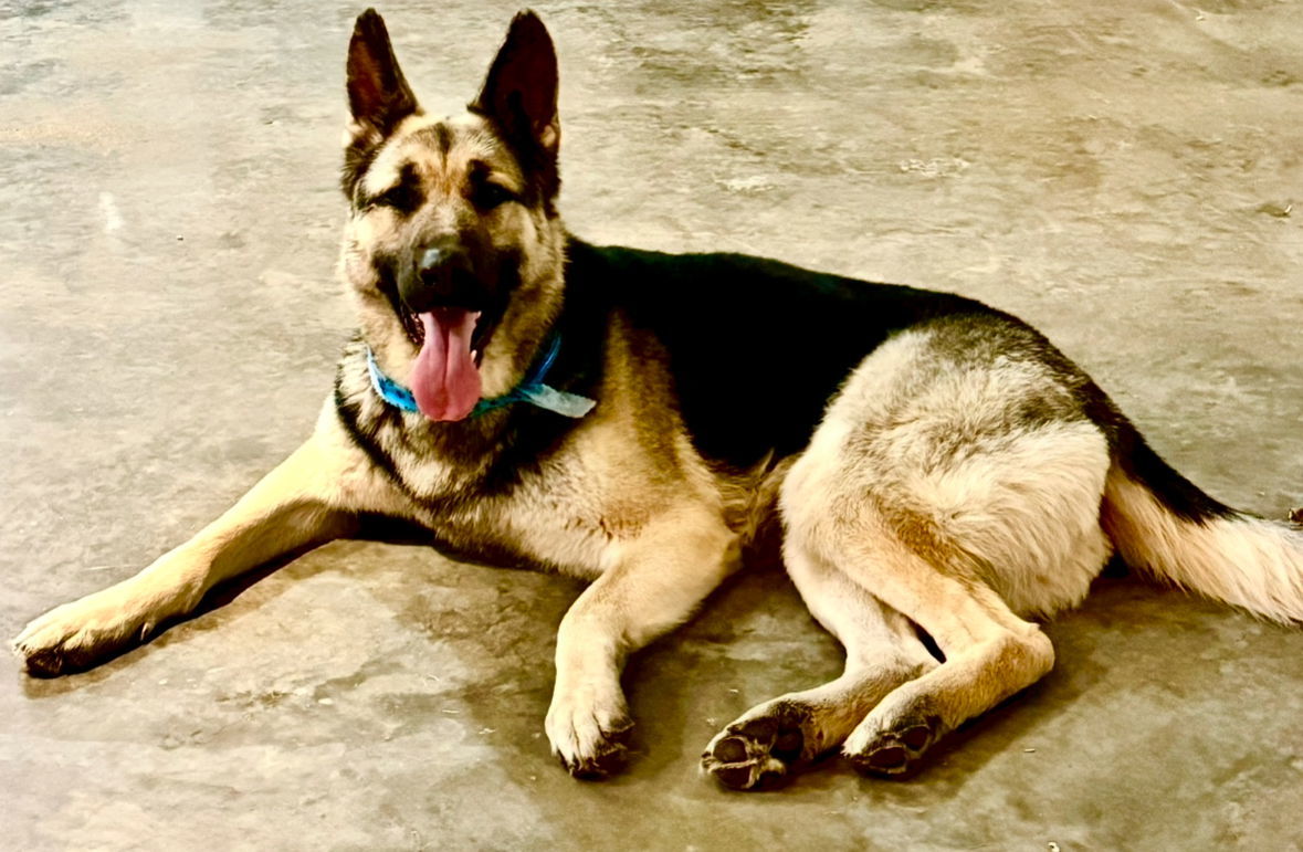 Monty, an adoptable German Shepherd Dog in Hugo, MN, 55038 | Photo Image 2
