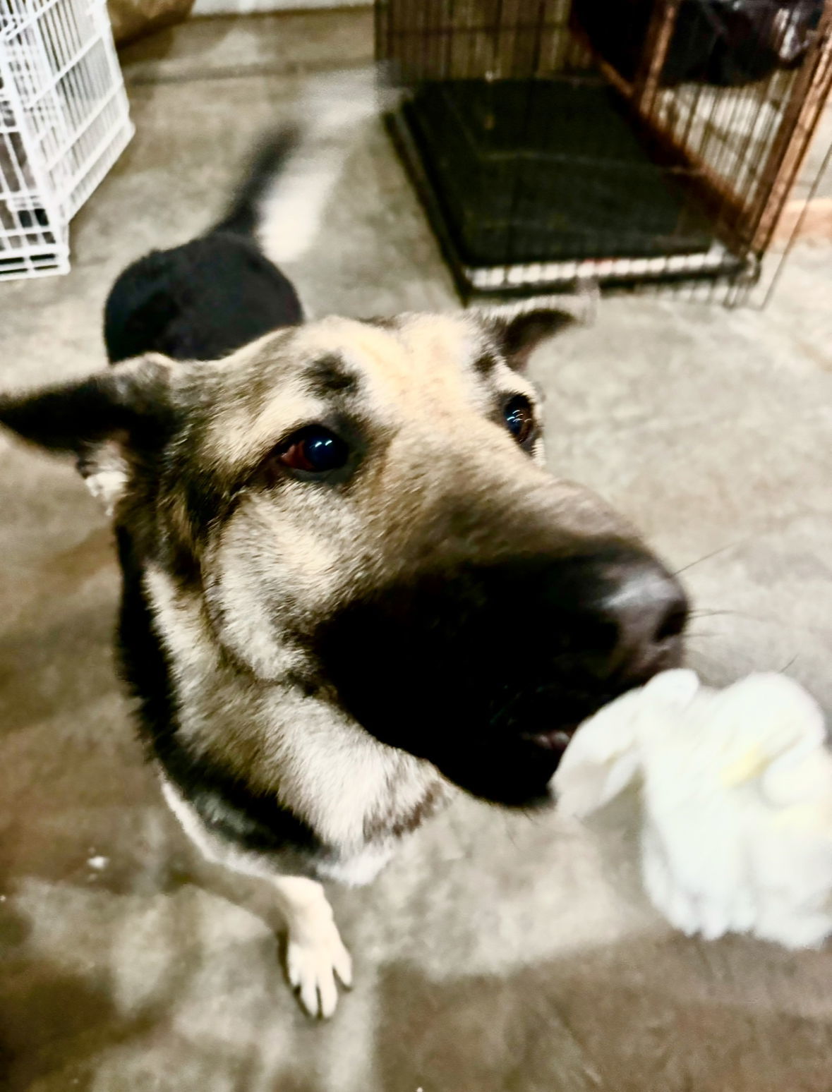 Monty, an adoptable German Shepherd Dog in Hugo, MN, 55038 | Photo Image 3