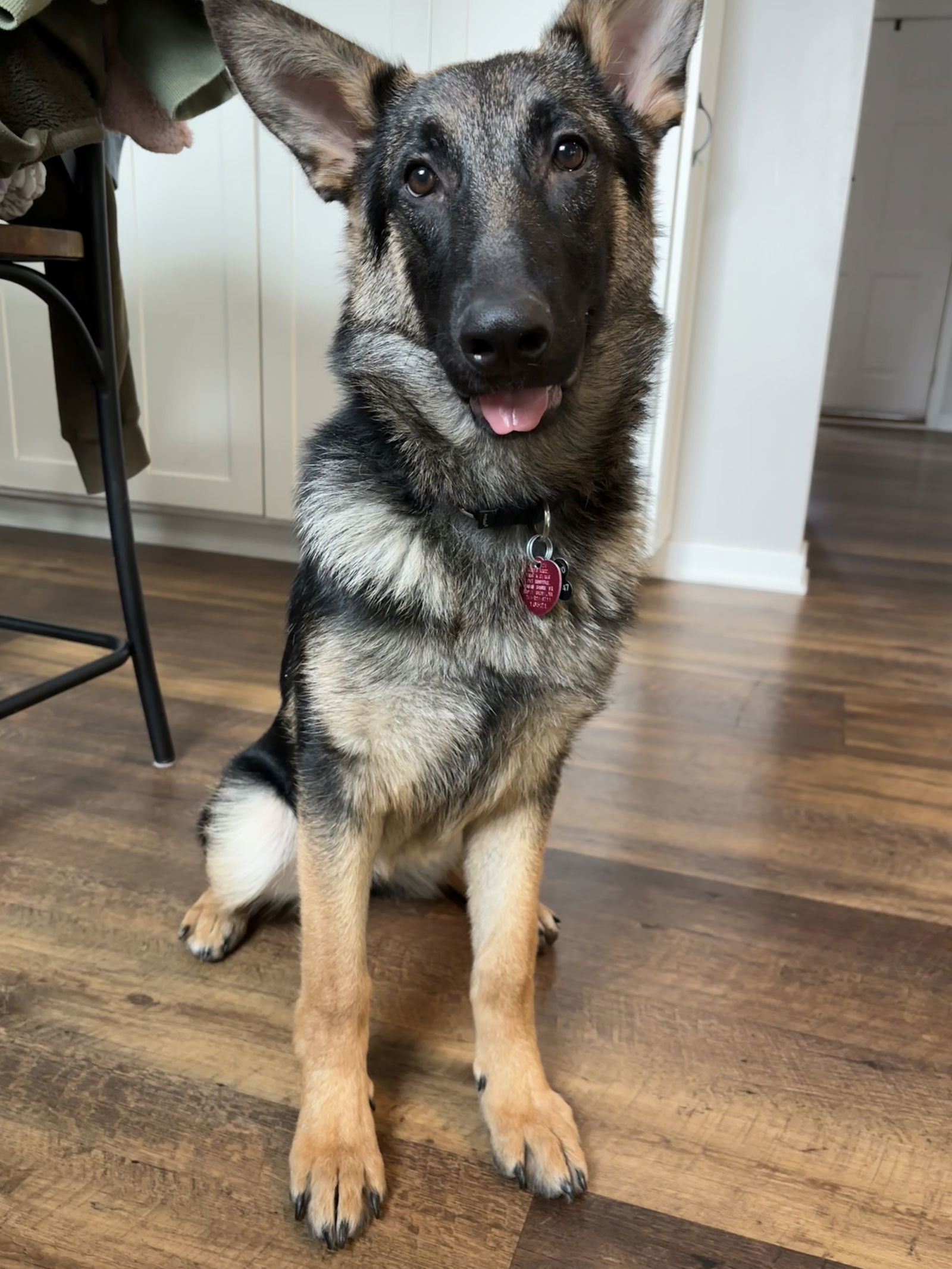 Ruthie, an adoptable German Shepherd Dog in Hugo, MN, 55038 | Photo Image 1