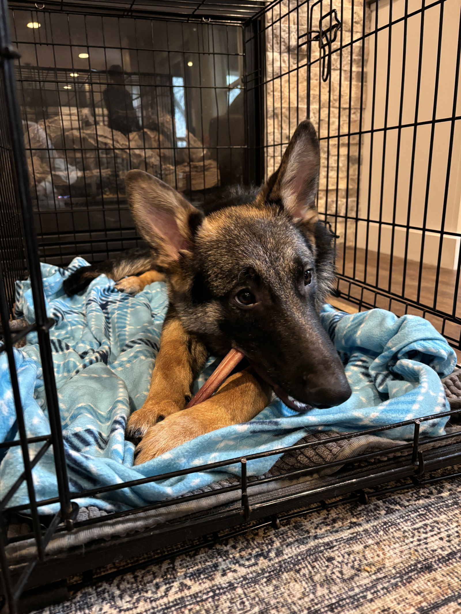 Ruthie, an adoptable German Shepherd Dog in Hugo, MN, 55038 | Photo Image 2