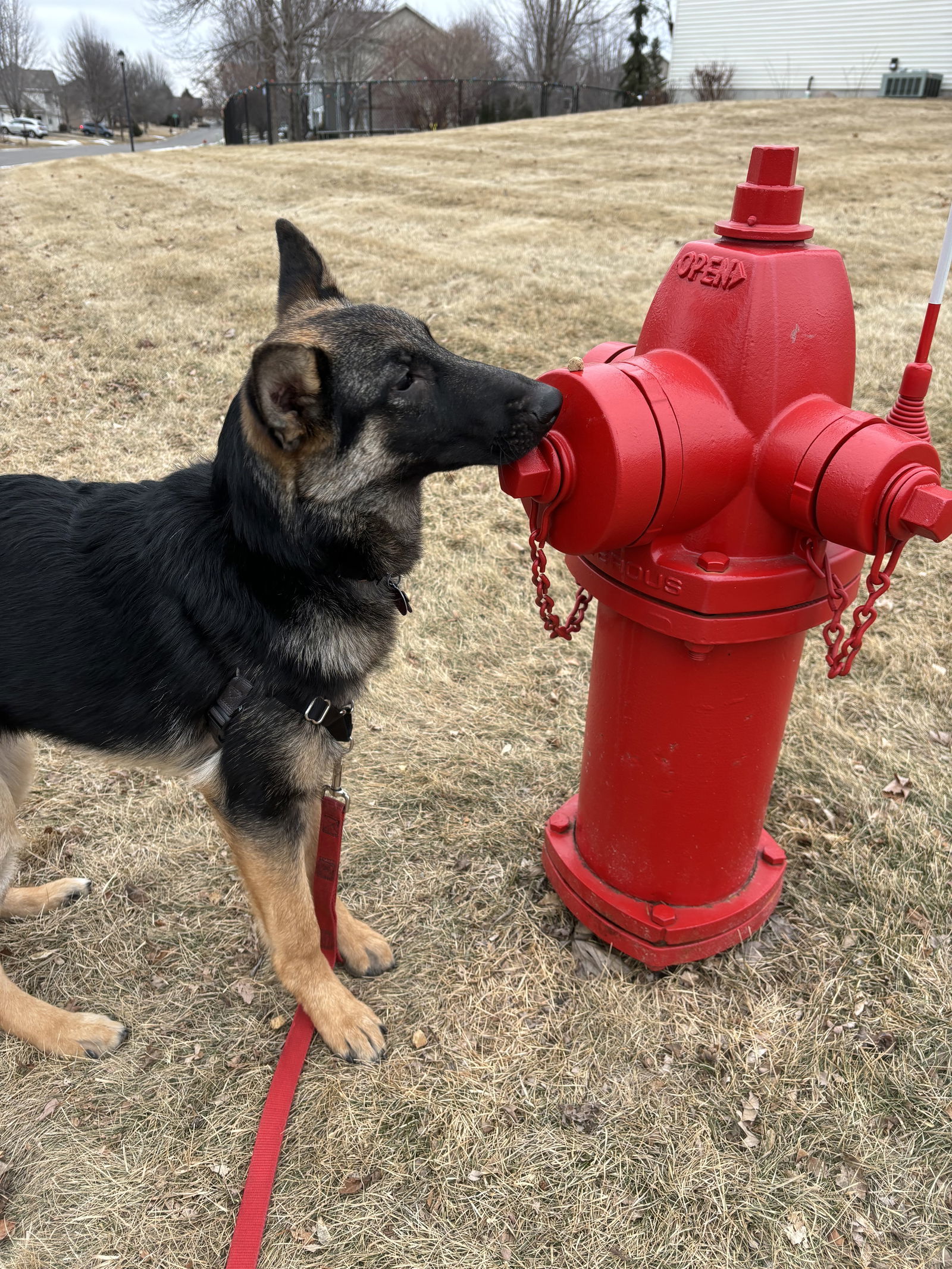 Ruthie, an adoptable German Shepherd Dog in Hugo, MN, 55038 | Photo Image 3