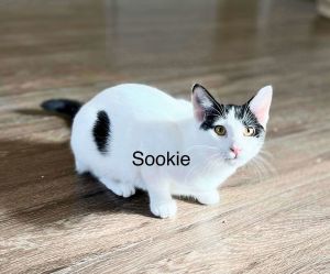 Sookie, Baby Female American Shorthair