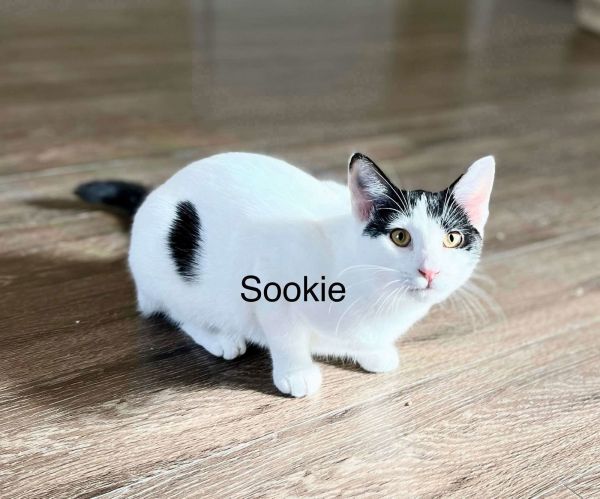 Sookie