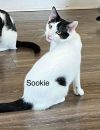 Sookie photo 3