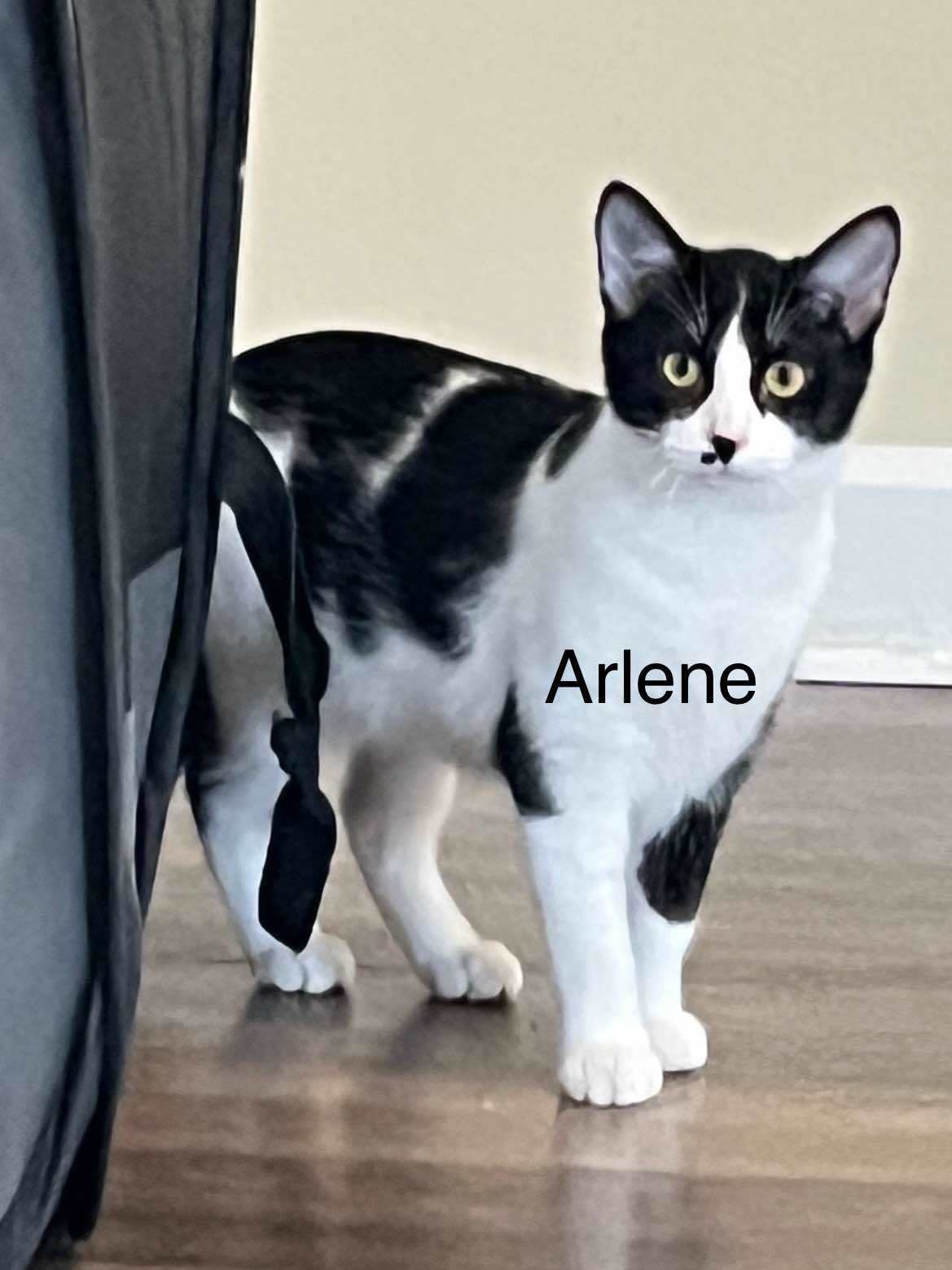 Arlene