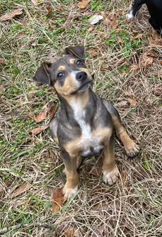 Nora, Baby Female Pit Bull Terrier