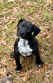 Pepper