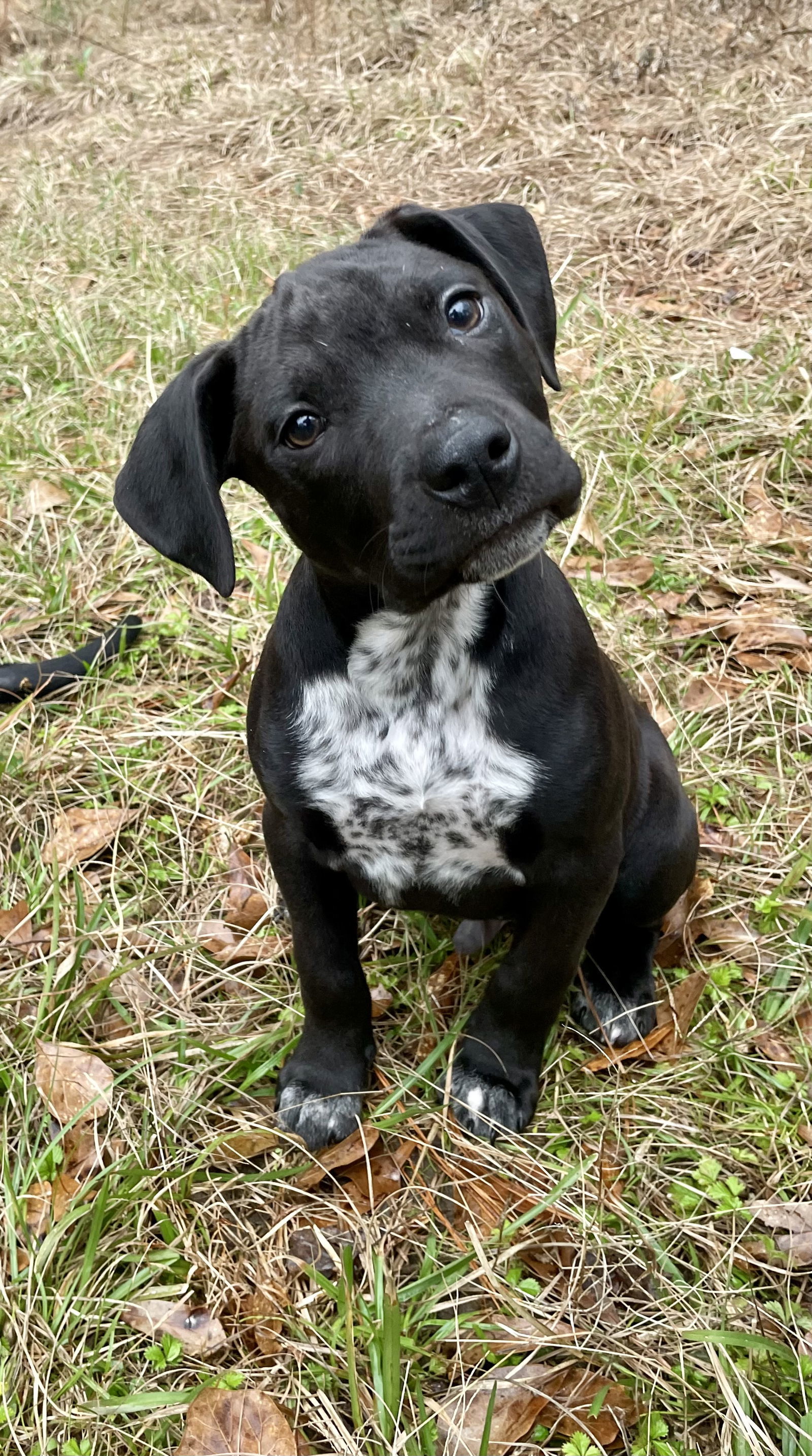Pepper