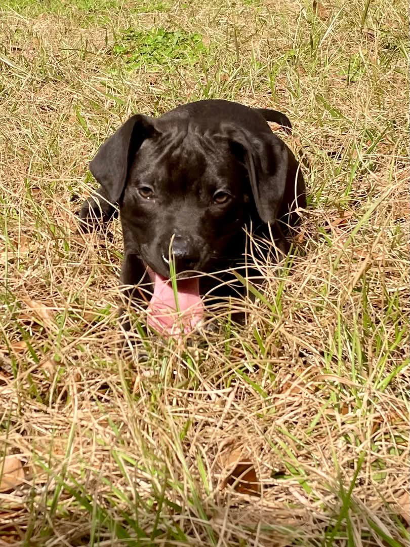 Pepper