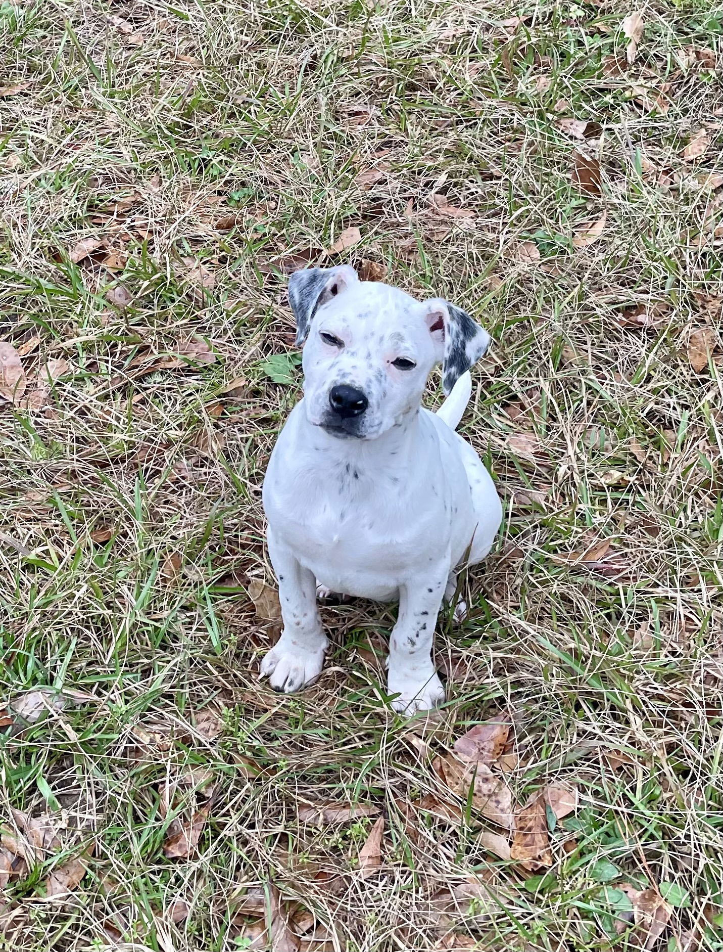 Domino