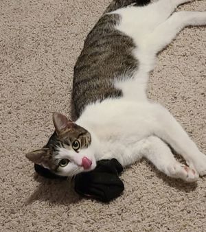 Emmy, Young Female Domestic Short Hair